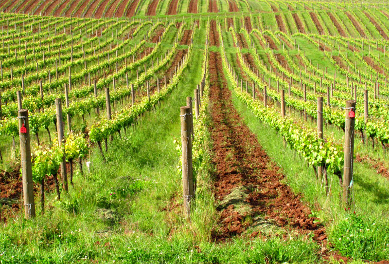 Oregon Winery Sokol Blosser Recognized By Worldwide Non Profit 