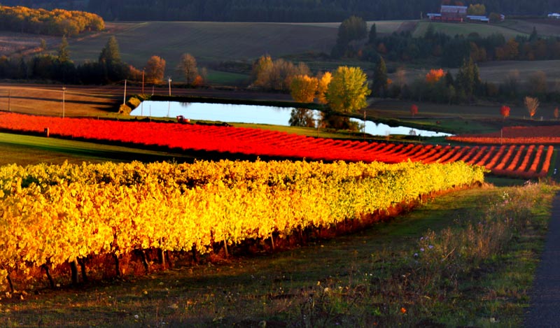 Oregon Wine Country Thanksgiving Weekend: Over 140 Ways to Indulge 