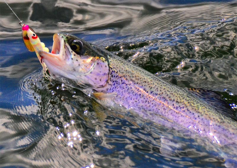 Washington State Selling Fishing Licenses to Out-of-Staters, New Restrictions 